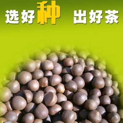 关于茶树种子有什么功效与作用的信息