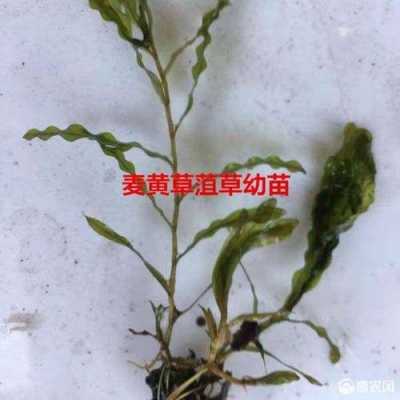 菹草芽苞价格（草芽的价格）