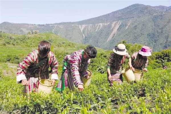 墨脱茶叶价格（墨脱茶是什么茶种）