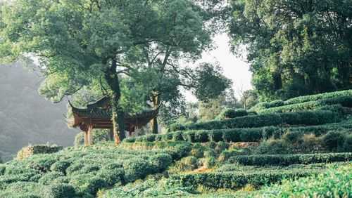 梅家坞的茶价格（梅家坞喝茶多少钱一位）