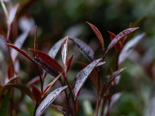 紫娟紫叶红茶的功效（云南紫娟红茶功效）