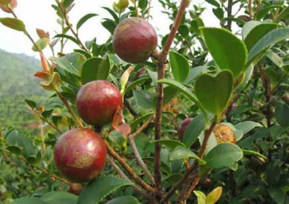 油茶果与茶叶果的功效（油茶果干嘛用）