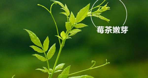 霉甘茶的功效（霉茶的图片及功效）