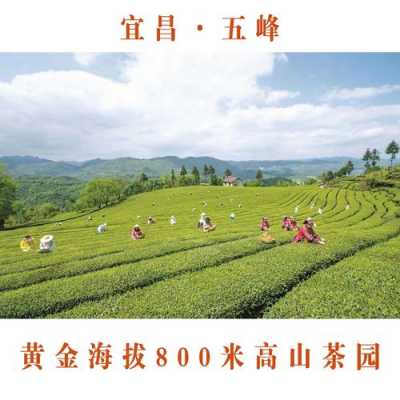 留香茶叶功效（留香茶叶功效和作用）