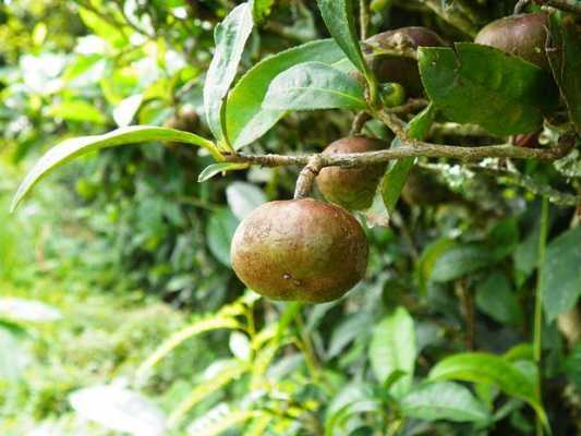 茶树果实功效（茶树果实图片）