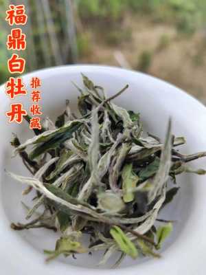 白色牡丹花茶的功效与作用（白色的牡丹花有什么功效）