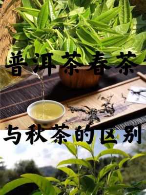 普洱春茶秋茶价格比（普洱春茶和秋茶价格）