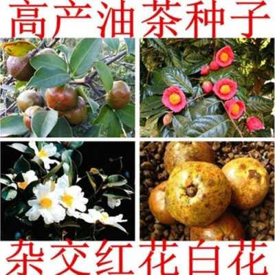 福鼎茶花果的功效（福鼎白茶茶籽的功效）