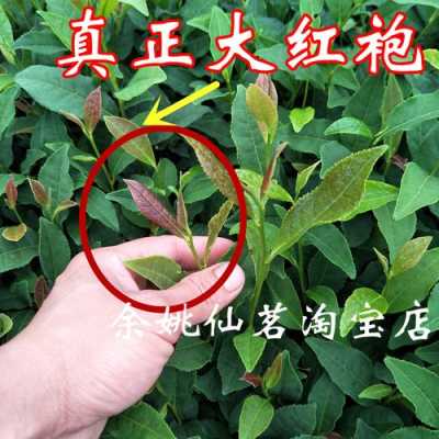 红茶树苗价格多少钱（红茶树苗价格多少钱一颗）