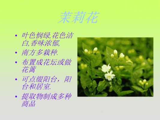 茉莉香味功效与作用（茉莉花香有什么功效）