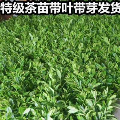 茶叶树苗价格（茶树苗批发价格）