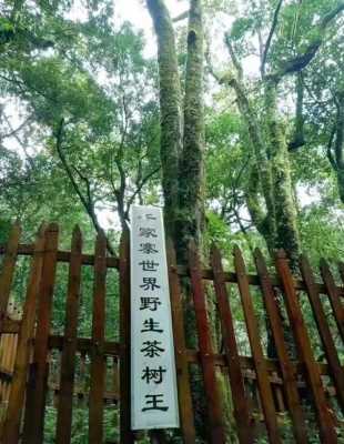 千家寨古树茶价格（千家寨古茶树2700年）