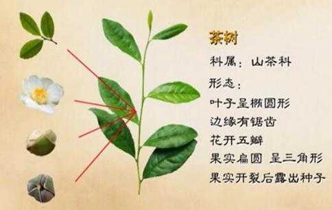 茶树的外用功效与作用（茶树的外用功效与作用是什么）