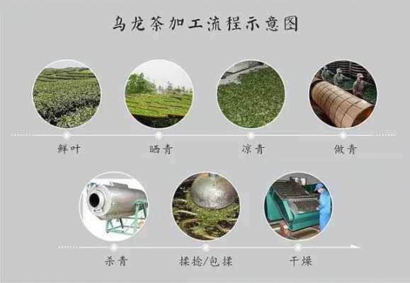 乌龙茶的采摘时间价格（乌龙茶制作采摘鲜叶标准）