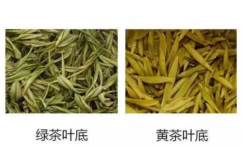 黄茶的功效与绿茶（黄茶和绿茶有什么区别）