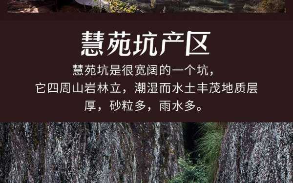 武夷岩茶慧苑坑的价格（武夷山慧苑坑在哪里）