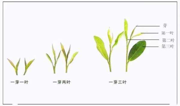 茶叶和茶芽功效相同吗（芽茶和叶茶对比品质对比）