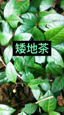 地茶的功效（地茶的功效与图片）