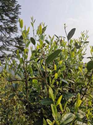 野茶功效（野茶的功效与副作用）