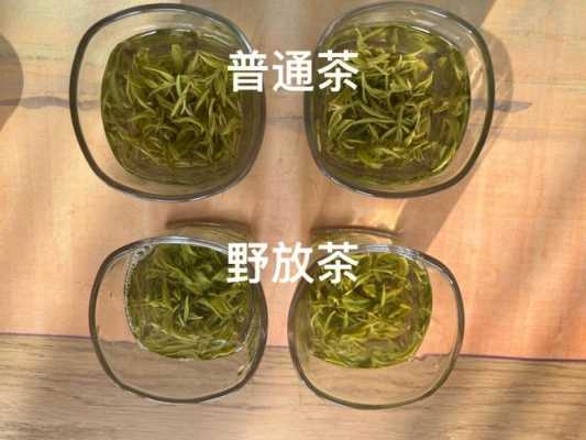 野放茶价格多少一斤（野放茶的特点）