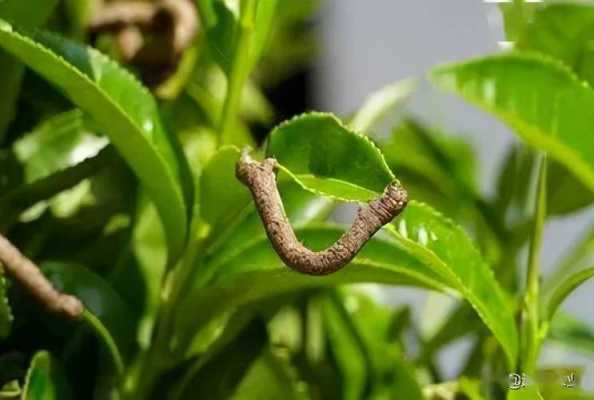 茶蛀虫功效（茶虫屎神奇功效）