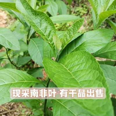 草药非洲茶有什么功效（草药非洲茶有什么功效与作用）