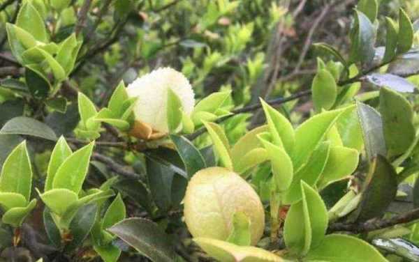 茶树片有什么功效与作用（茶树茶片）