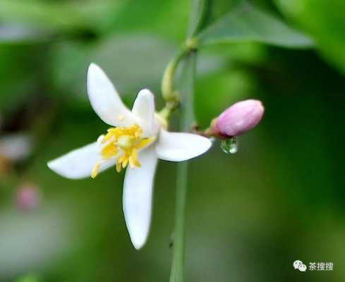 柠檬花泡水喝的功效（柠檬花茶有什么功效）